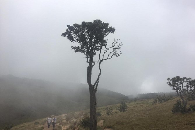 Full-Day Horton Plains National Park Tour From Nuwaraeliya - Itinerary
