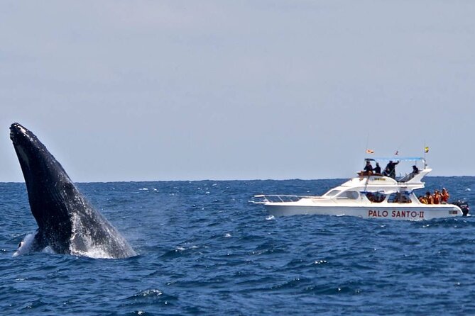 Full Day Humpback Whale Watching in Samana From Cap Cana - Pickup Information
