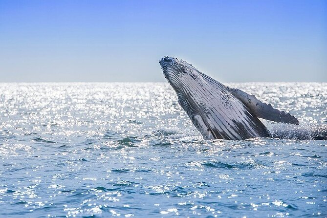 Full Day Humpback Whale Watching Tour in Samana From Uvero Alto - Inclusions and Exclusions
