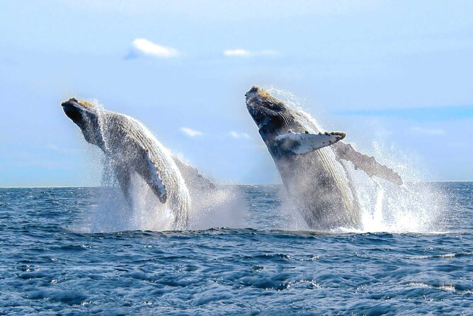 Full Day Humpback Whale Watching Tour in Samana From Uvero Alto - Safari and Horseback Riding