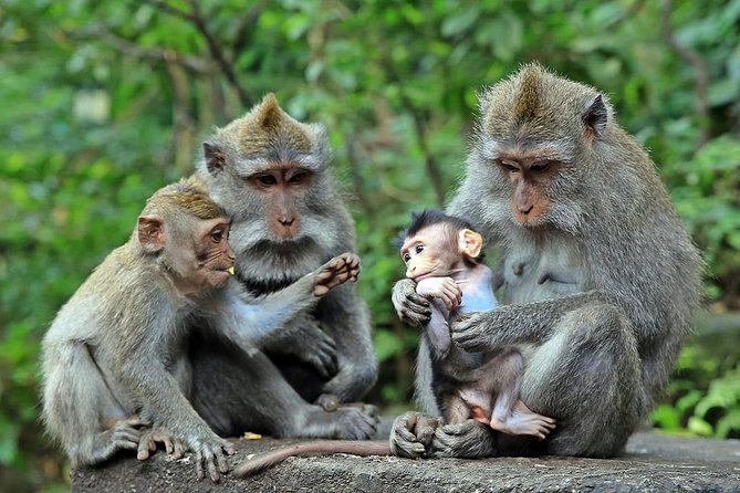 Full-Day in Bali: Amazing Ubud Tour - Highlights and Attractions