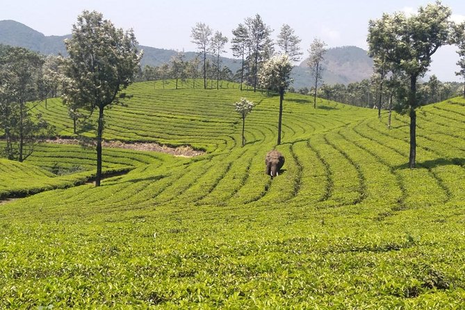 Full Day in Hiking in Munnar (By Munnar Info) - Reviews and Ratings