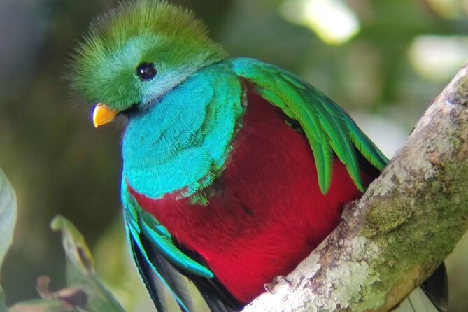 Full Day in Monteverde Nature With Cultural Adventure - Cloud Forest Preserve Overview