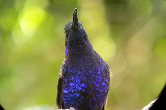 Full Day in Monteverde Nature With Cultural Adventure - Tour Inclusions and Costs