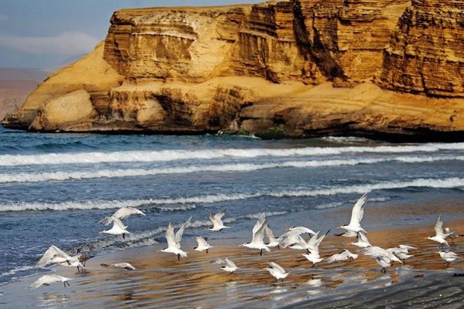 Full Day in Paracas and Huacachina From Lima All Included - Pickup and Meeting Details
