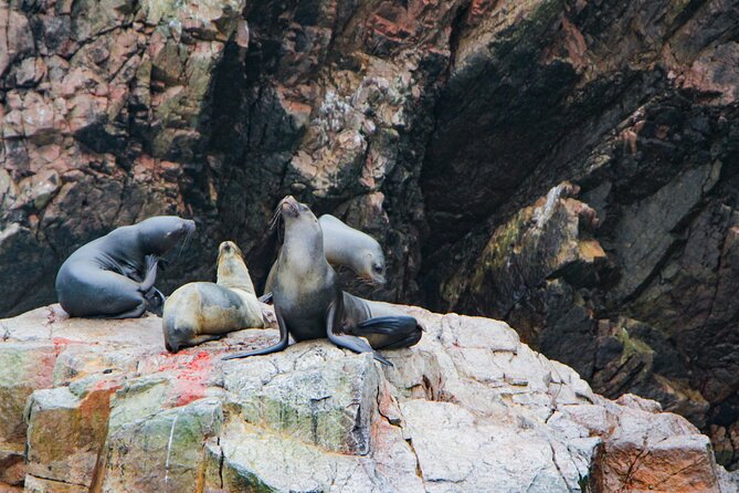Full Day in Paracas, Ica and Huacachina With Yacht Tour - Ballestas Islands Tour