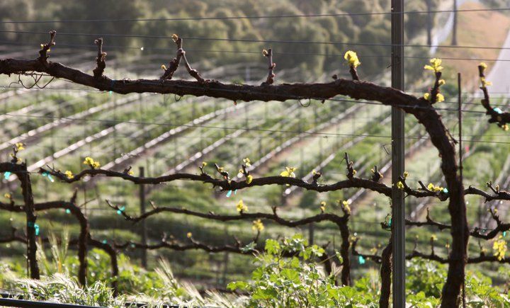 Full-Day Inclusive Wine Tasting Tour From Santa Barbara - Customer Feedback and Highlights
