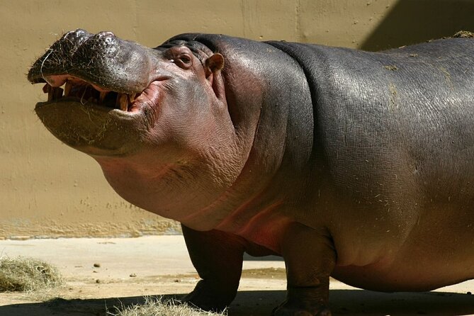 Full Day Isimangaliso Wetlands Park -Croc & Hippo &Game Fr Durban - Additional Information