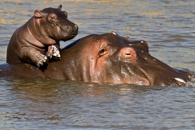 Full Day Isimangaliso Wetlands Park -Croc & Hippo &Game Fr Durban - Game Drive Adventure