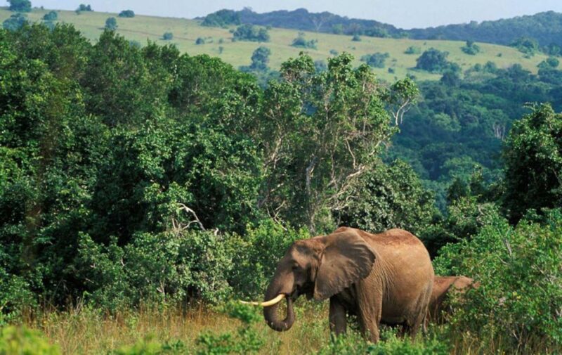 Full Day Isimangaliso Wetlands Park Tour From Durban - Pickup and Drop-off