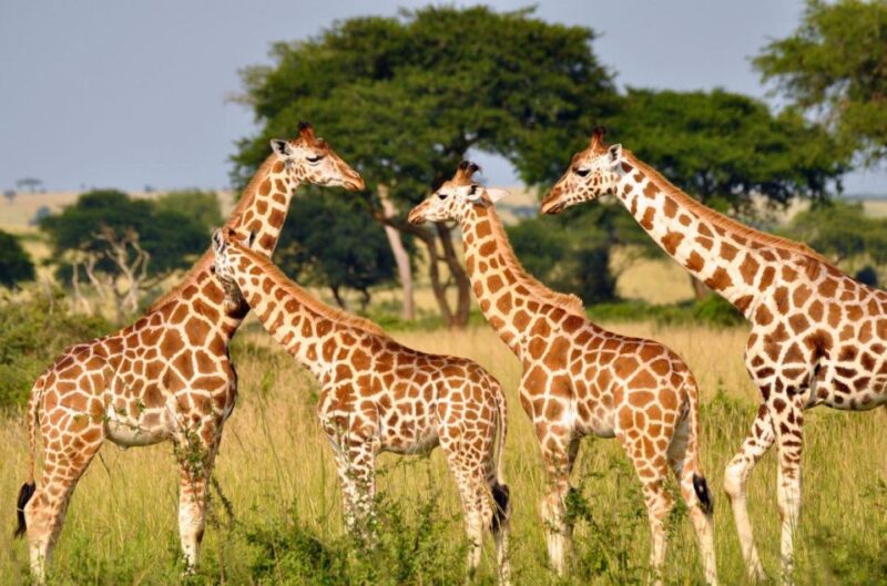 Full Day Isimangaliso Wetlands Park Tour From Durban - Hippo & Croc Boat Cruise