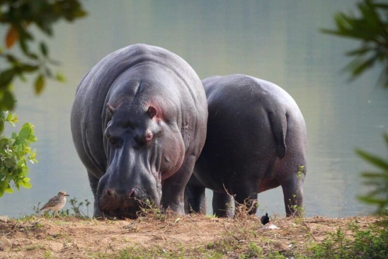 Full Day Isimangaliso Wetlands Park Tour From Durban - Wildlife Sightings