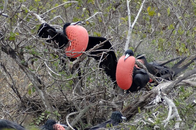 Full Day Isla De La Plata Sunshine Route From Guayaquil - Birdwatching Opportunities