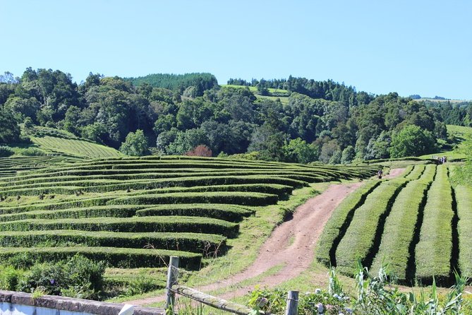 Full Day Island of São Miguel - Tour Reviews