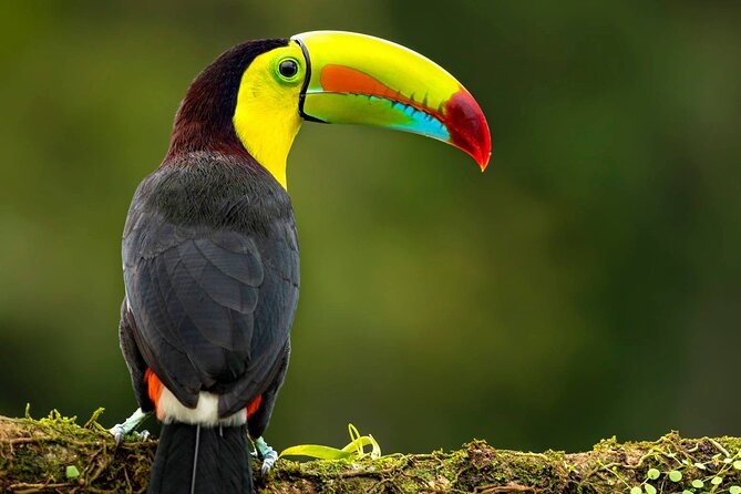 Full-Day Jaguar Rescue Center and Cahuita National Park Tour - City Tour of Puerto Limon