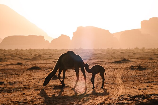 Full Day Jeep Tour in Wadi Rum Desert - Tour Inclusions