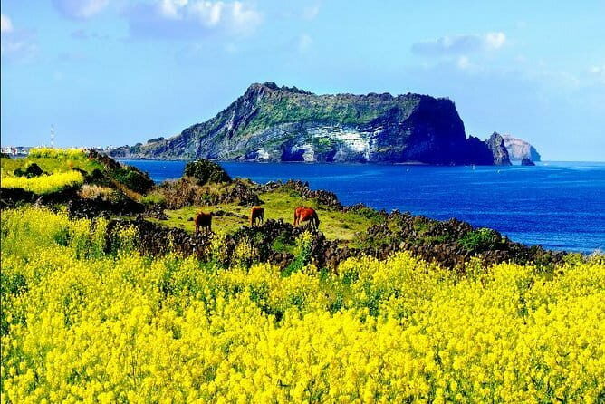 Full Day Jeju Private Customizable highlight Tour - A Personalized Day on Jeju: The Full Day Private Customizable Tour