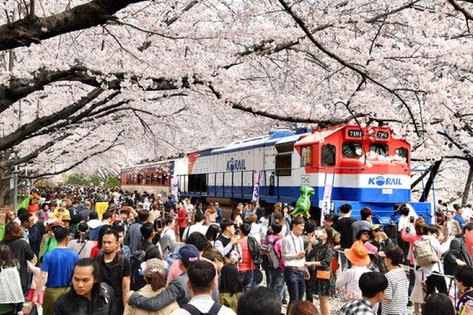 Full-Day Jinhae Cherry Blossom Festival Private Tour - Good To Know