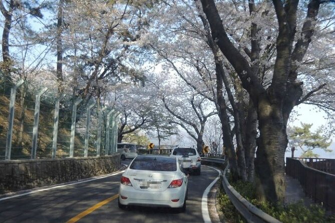 Full-Day Jinhae Cherry Blossom Festival Private Tour - Inclusions and Pricing