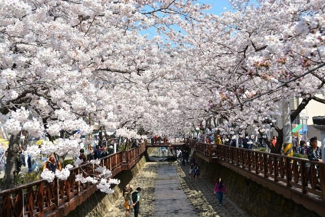 Full-Day Jinhae Cherry Blossom Festival Private Tour - Cancellation Policy