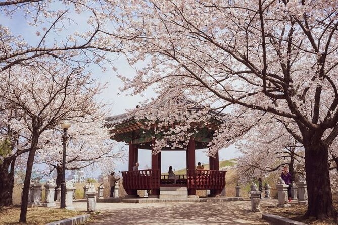 Full-Day Jinhae Cherry Blossom Festival Private Tour - Traveler Requirements