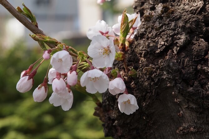 Full-Day Jomon World Heritage Site Tour in Hirosaki Area - Neputa Museum Exploration