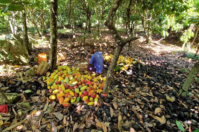 Full-Day Jungle Trek on Nosy Komba (Lemur Island) With the Black Lemur Sanctuary - Departure and Start Time