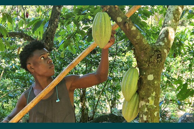 Full-Day Jungle Trek on Nosy Komba (Lemur Island) With the Black Lemur Sanctuary - Private Tour Experience