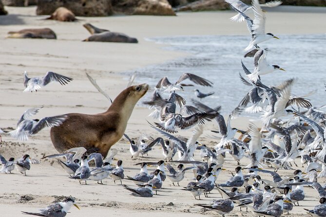 Full-Day Kangaroo Island Experience Departing From Kangaroo Island - Meeting and Pickup Details
