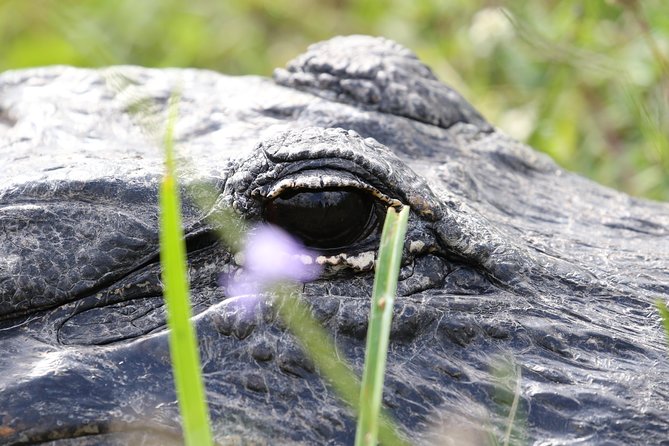 Full-Day Kayak Adventure in the Everglades - Customer Reviews