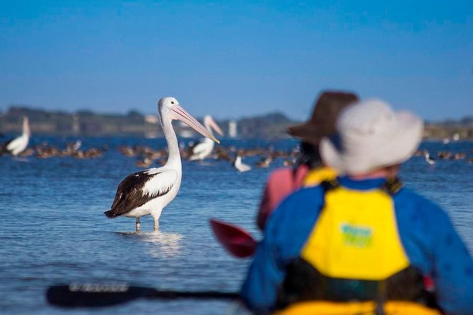 Full Day Kayaking Tour in Coorong National Park - Tour Duration and Timing