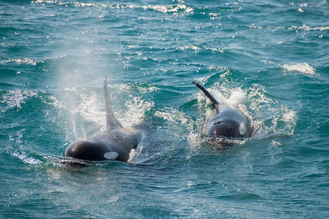 Full-Day Kenai Fjords National Park Cruise - Traveler Experiences Shared