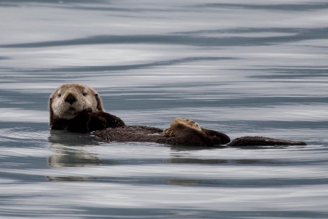 Full-Day Kenai Fjords National Park Northwestern Cruise - Cruise Details and Inclusions