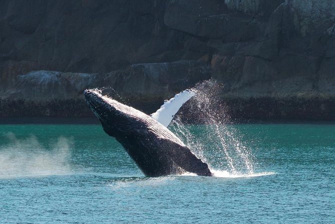 Full-Day Kenai Fjords National Park Northwestern Cruise - Highlights and Sights to Expect