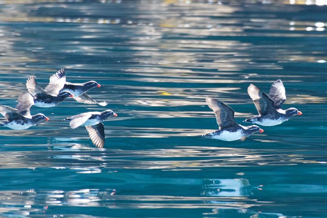 Full-Day Kenai Fjords National Park Northwestern Cruise - Ideal for Photographers and Enthusiasts