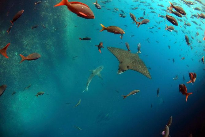Full Day Kicker Rock - Booking Details