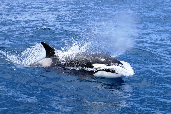 Full-Day Killer Whale Expedition From Albany - Unique Whale Watching