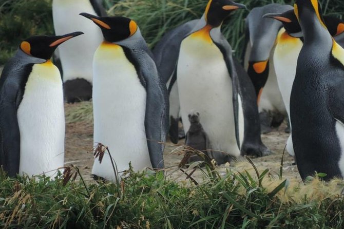 FULL DAY KING PENGUIN COLONY (Private Tours) - Key Points
