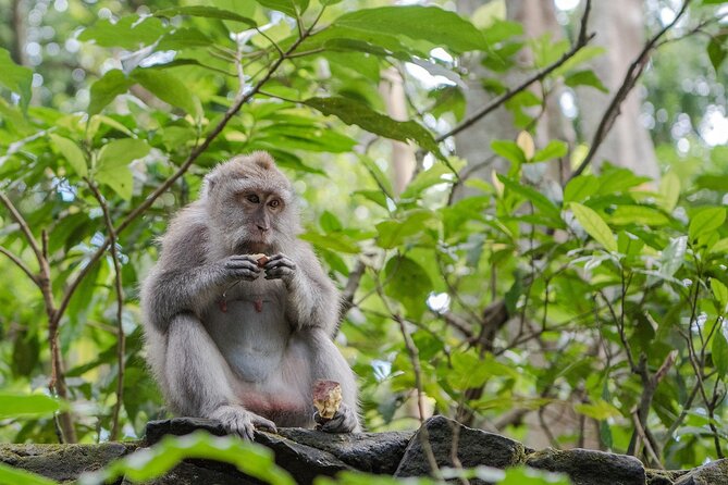 Full Day Kintamani Volcano View and Ubud Village Tour - Pickup and Drop-off