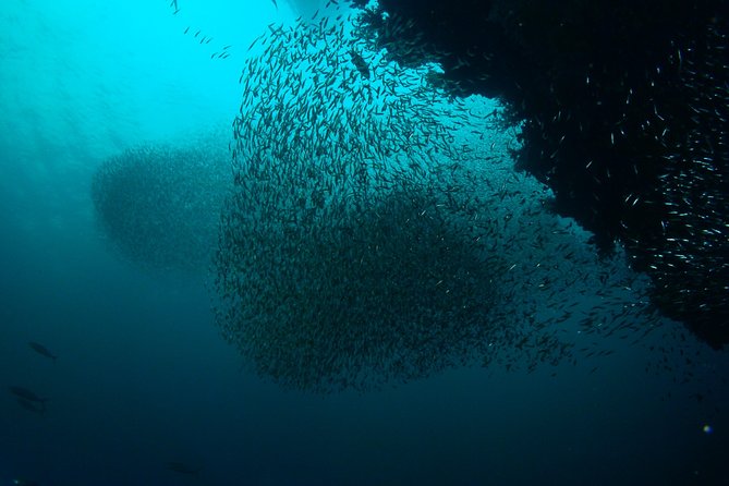 Full-Day Koh Bon Scuba Diving From Phuket - Overview and Experience