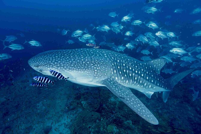 Full-Day Koh Bon Scuba Diving From Phuket - Meeting and Pickup Information