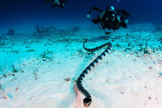 Full-Day Koh Bon Scuba Diving From Phuket - Highlights and Attractions