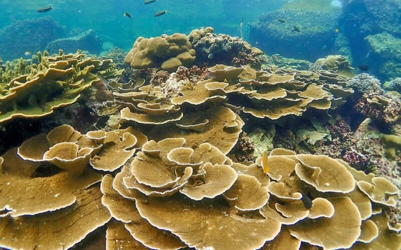 Full-Day Koh Lipe 5 Points Snorkeling (East Zone) With Lunch - Itinerary