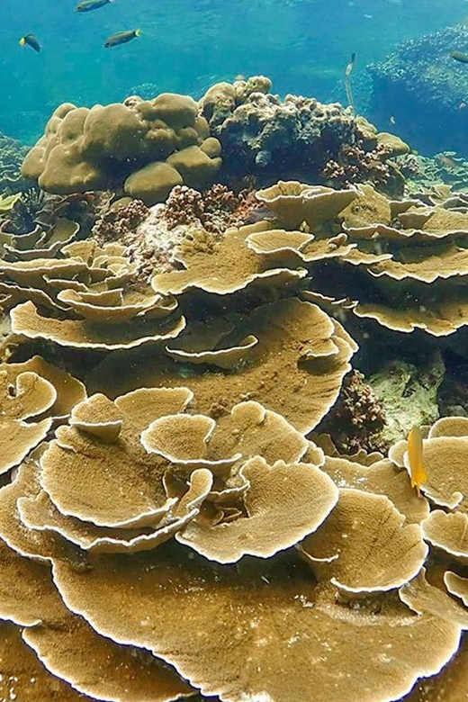 Full-Day Koh Lipe 5 Points Snorkeling (East Zone) With Lunch - Snorkeling Highlights