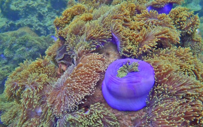 Full-Day Koh Lipe 5 Points Snorkeling (East Zone) With Lunch - Frequently Asked Questions