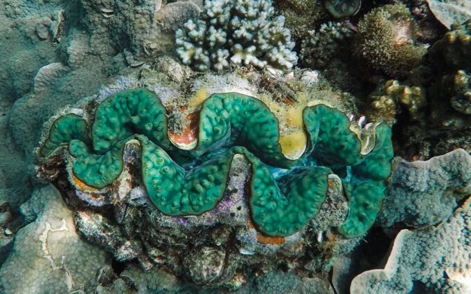 Full-Day Koh Lipe 5 Points Snorkeling Experience With Lunch - Additional Information