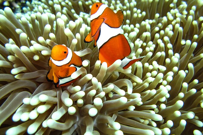 Full-Day Koh Lipe 7 Islands Snorkeling Experience With Lunch - Positive Customer Feedback