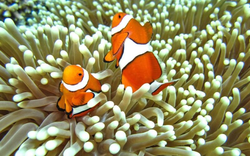 Full-Day Koh Lipe 7 Points Snorkeling Experience With Lunch - Important Information