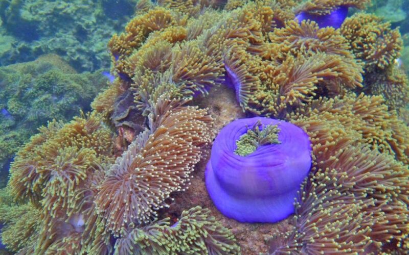 Full-Day Koh Lipe 7 Points Snorkeling Experience With Lunch - Customer Feedback