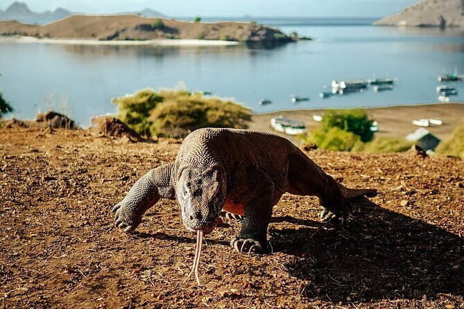 Full Day Komodo Tour With Hey Bali Info Visit 6 Spot - A Deep Dive into the Experience